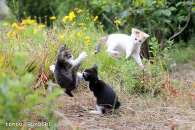 飛び猫3