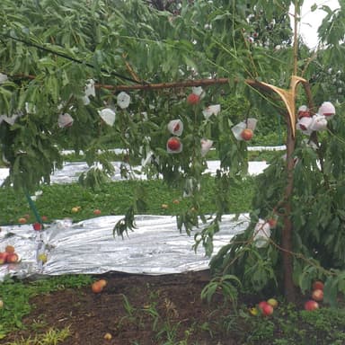 秋田県鹿角市「かづの北限の桃」　台風直撃後の様子