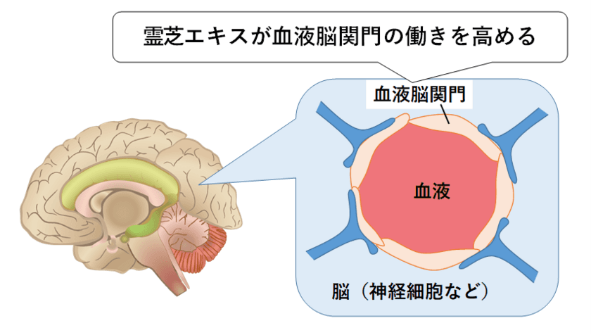 日本メナード化粧品、
霊芝エキスに計算能力を約1.2倍に高める効果を確認！
～血液脳関門の働きを高める霊芝エキス～