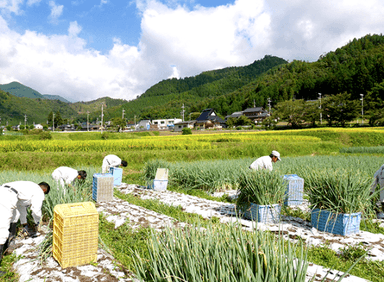 九条ねぎ収穫風景