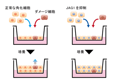 (模式図のみ)図3　ダメージ細胞排出におけるJAG1の影響