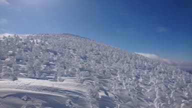 蔵王の樹氷