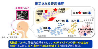 推定される作用機序