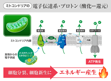 ミトコンドリアの電子伝達系・プロトン(酸化還元)