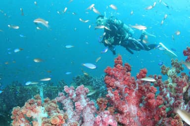 『藍の海』と呼ばれる天草の海