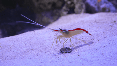 かわいい海の生き物大集合