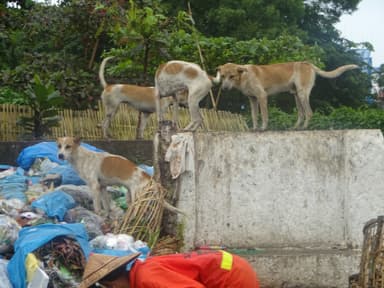 狂犬病のリスク