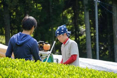 京都・和束町で茶の栽培に取り組む