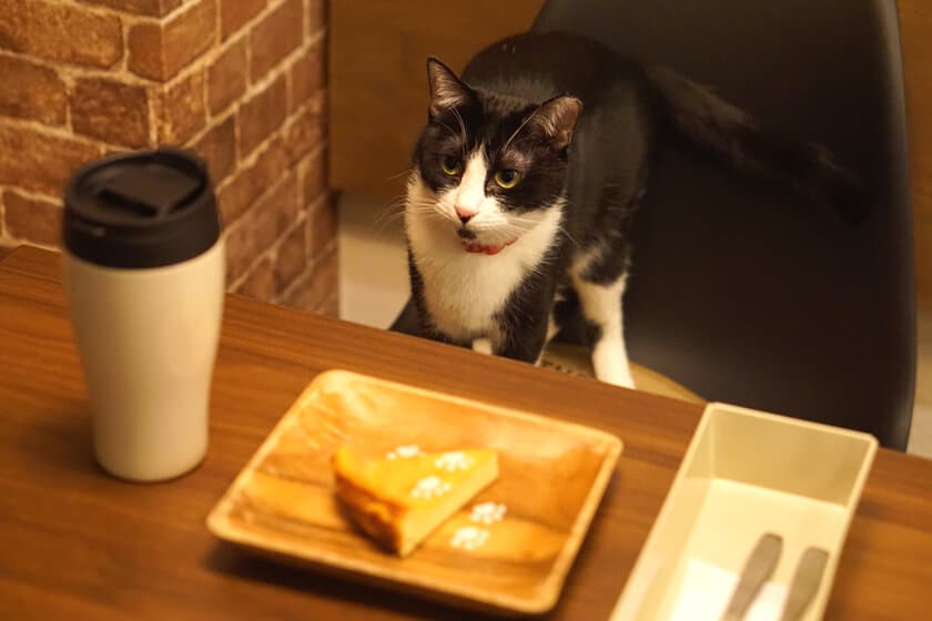 保護猫と出会える新しい仕組みのカフェ「SAVE CAT CAFE」
　リラックスして過ごせるように時間制の料金を廃止