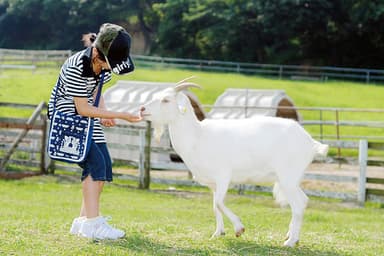 動物ふれあい