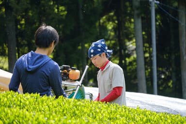 収穫の様子