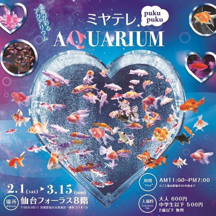 全国から厳選された金魚を幻想的に華麗に魅せるイベント
「ミヤテレpukupukuアクアリウム」
2月1日から仙台フォーラスで開催