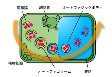 図1：植物細胞におけるオートファジーの過程