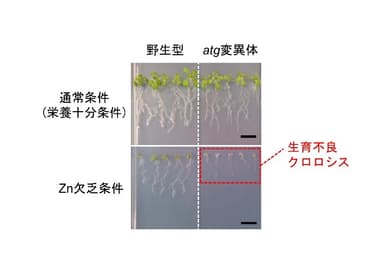 図2：オートファジー欠損変異体 (atg変異体) の亜鉛欠乏症状