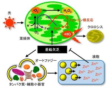 図3：オートファジーを介した亜鉛欠乏症状抑制機構モデル