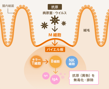 【腸内免疫系メカニズムのイメージ】