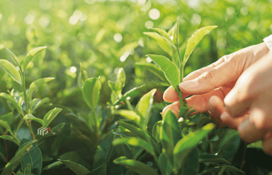 宇治抹茶を使用した「抹茶」