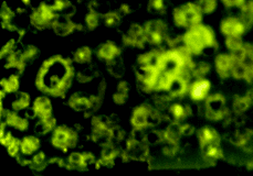 図4：微生物DNA