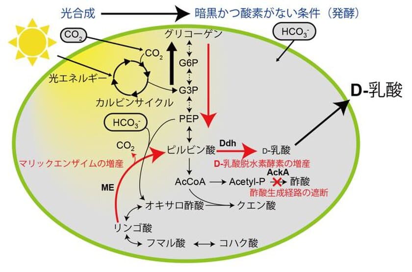 ラン藻で高濃度D-乳酸生産技術の開発に成功