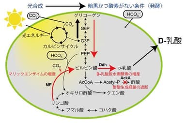 図1_二酸化炭素からD-乳酸への変換経路（明治大学）