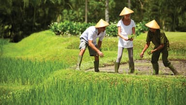 バリの自然美とのどかな暮らしを発見