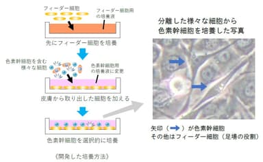 開発した培養方法