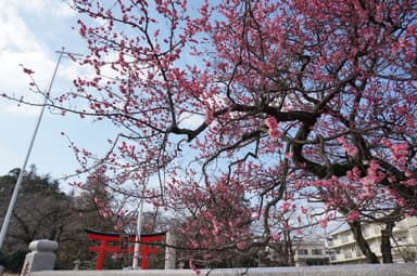 バス停前の菅原神社