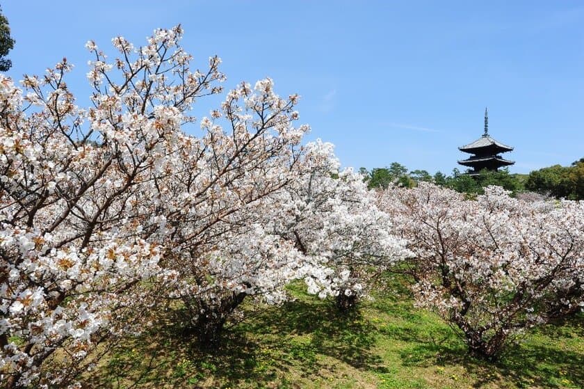 嵐電「御室仁和寺駅」への御室桜植樹と
嵐電沿線での桜の育成・メンテナンスの実施について