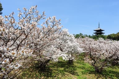 御室桜