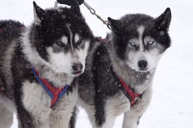 2019年12月のモニター開催時に犬たちと触れ合う参加者1