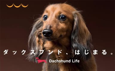 Dachshund Life