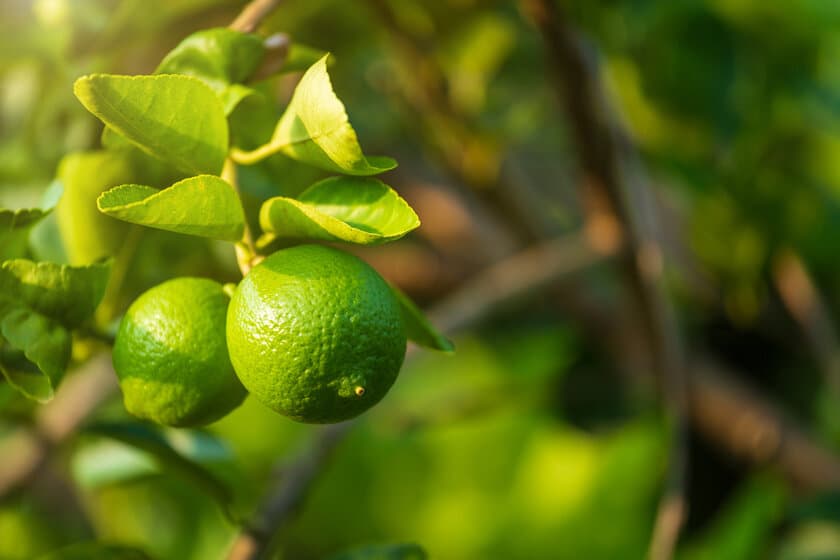 肌と心を爽快にする植物の力。シトラールとメントールを感じる、
「リーフ＆ボタニクス」の夏季限定ボディケア　
2020年3月18日発売