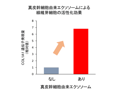 真皮関幹細胞由来エクソソームによる線維芽細胞の活性化効果