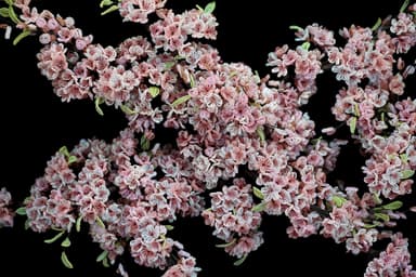 額装「桜」(150×60)2