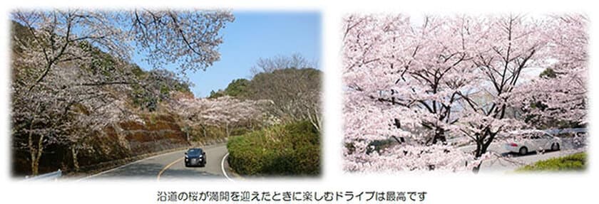 桜の満開予想は3月下旬頃！
～ドライブで春の訪れを満喫しませんか～