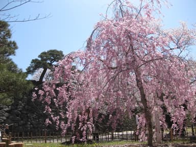 小諸の固有種「コモロヤエベニシダレ」は4月中旬～下旬が見頃