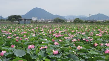 ハス群生地