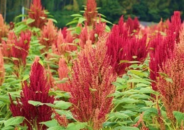 収穫前のアマランサスの花