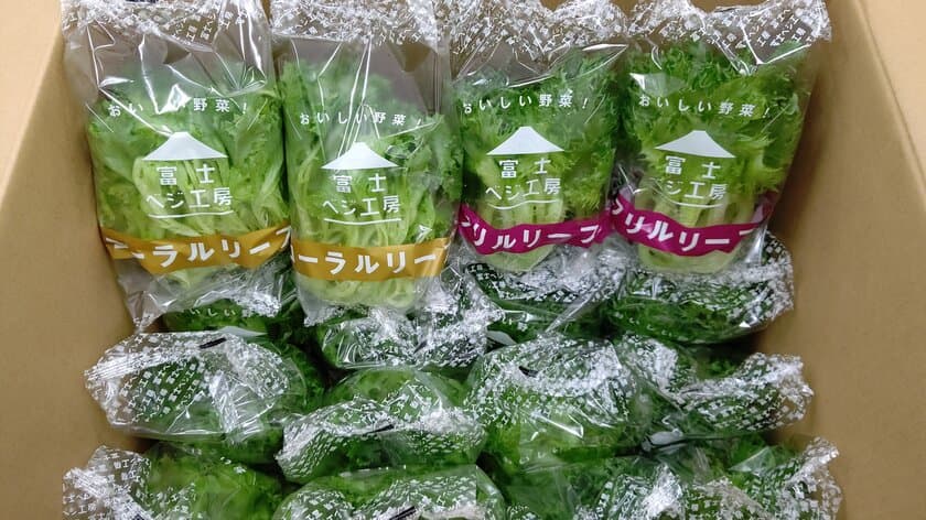 小林クリエイト、自社植物工場の野菜を静岡県内の
児童養護施設と老人ホームに無償提供