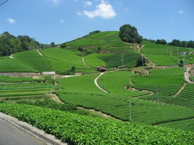 京都府・和束町の茶畑