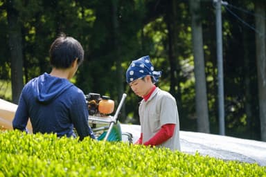 昨年の収穫の様子