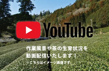 茶の生育・収穫を動画配信