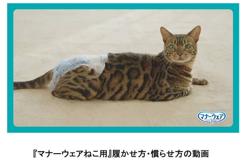 愛猫も飼い主様もより快適に！ねこ用吸収ウェア装着のコツ
『マナーウェアねこ用』履かせ方・慣らせ方を動画で公開