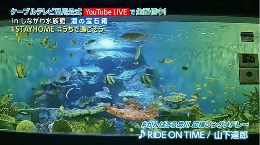 ステイホーム企画！しながわ水族館にライブカメラ設置