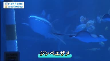 のとじま水族館