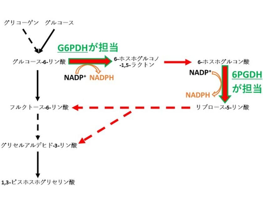 ラン藻の糖代謝経路の流れを決める重要な因子は“クエン酸”
～ラン藻を用いた二酸化炭素からの物質生産増に向けて～