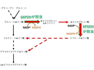 図1. 酸化的ペントースリン酸(OPP)経路周辺の代謝地図