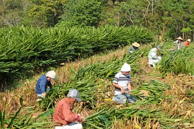 自社農園にて月桃収穫