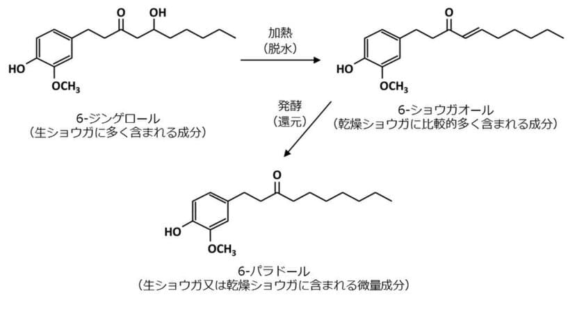 機能性成分6-パラドールの含有量を規格化した
『発酵ジンジャーエキスパウダーS』の販売を開始