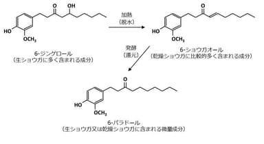 発酵ジンジャーエキスパウダーS